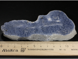 Коралл голубой Акори, Австралия (120*56*14 мм, 124 г) №37715