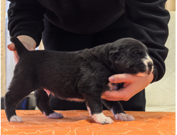 Кобель 3. НЕОН. Продается