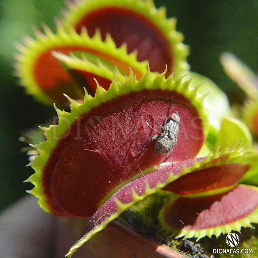 Dionaea Muscipula private collection "DIONAEAS" International Delivery