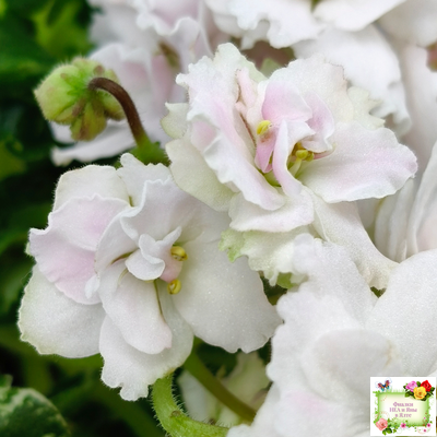 МТ-Кокилье (М. Тотиева) 2023 г.