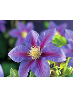 Клематис крупноцветковый Барбара Джекман