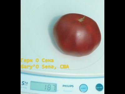 Томат Гари о Сена (Gary'O Sena)