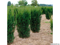 Тис средний Хилли - Hillii