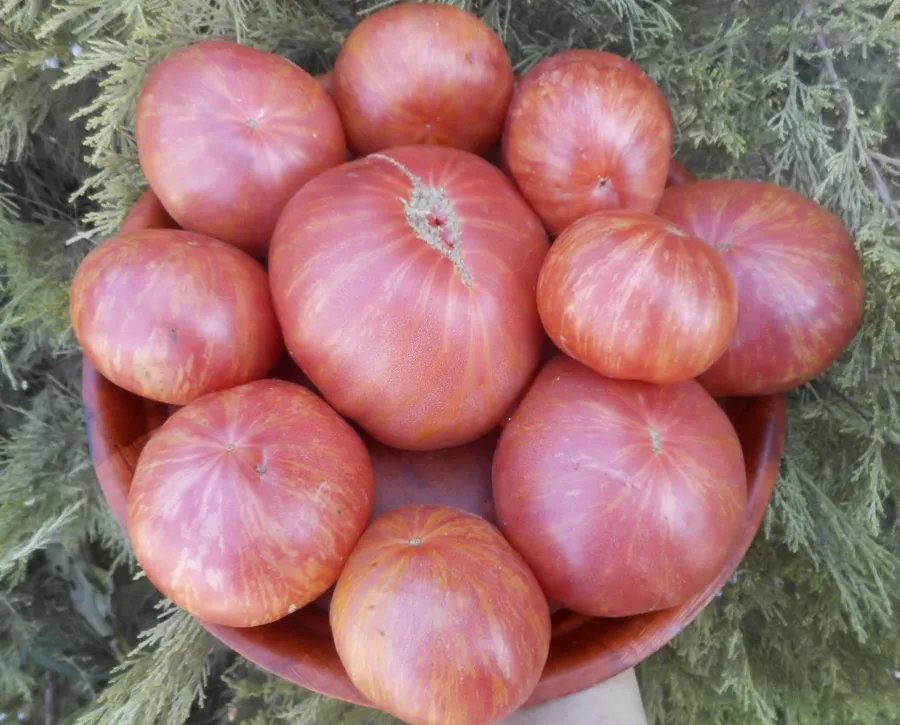 малиновая зебра
