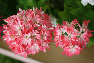 Butterfly  Brian West - пеларгония  звездчатая (стеллар) - описание, фото - купить черенок почтой