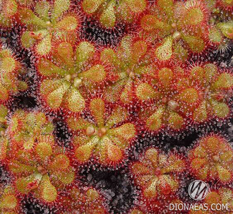 Drosera Pretty Rosette