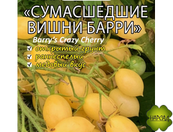 Томат "Сумасшедшие вишни Барри" (1 м, урожайный и вкусный)