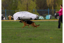 23.04.2016 г. выставка в Белгороде
1 место в классе юниоров, ЮСС судья Клюева Э. 
