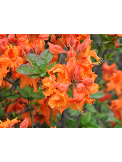 Рододендрон (Азалия)  Gibraltar