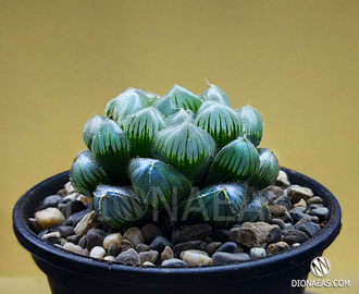 Хавортия Купера Пилифера - Haworthia cooperi var. pilifera, Haworthia cooperi Baker