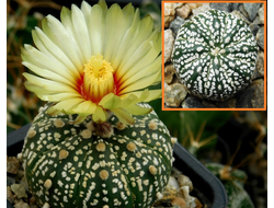 Astrophytum asterias hybr. Х Astrophytum KuMax CZ - 5 семян