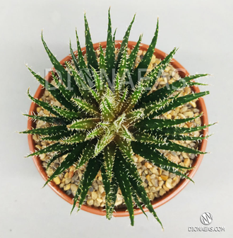 Aloe haworthioides