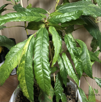 Ficus Racemosa Gold variegata / фикус ракемоза вариегатный желтый