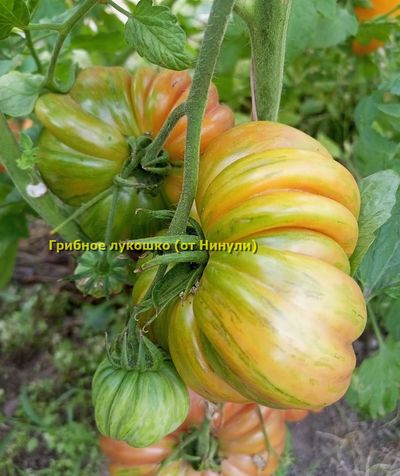 Томат Грибное лукошко полосатое