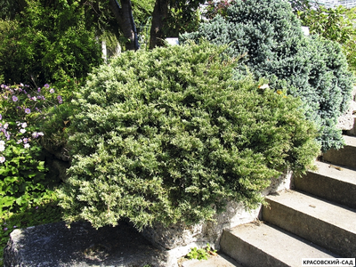 Можжевельник Андорра Компакта - Andorra Compact