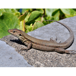 Канарская ящерица (Gallotia galloti)