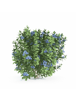 рассада Голубика обыкновенная 2