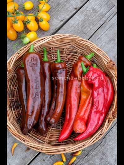 Перец сладкий Палермо Шоколадный, 10 шт