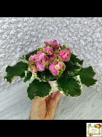 МТ-Яблочные Облака (М. Тотиева) 2023 г.