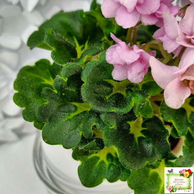 Goldilocks (L.Ray) (Голдилокс) (гёрл-лист с кроновой пестролистностью)