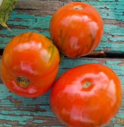 Баклажан Бразильский оранжевый овальный (Brazilian Oval Orange)