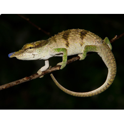 Calumma linotum (Calumma linotum)