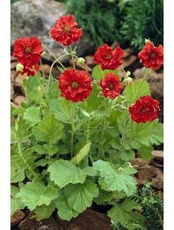 Гравилат в ассортименте