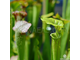 SARRACENIA MIX