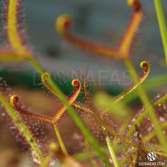 Drosera "Binata Extrema Multifida"