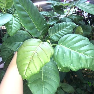 Ficus Nimfaefolia / фикус нимфаэфолия