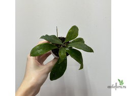 24/07/25 Hoya sp. AH-045