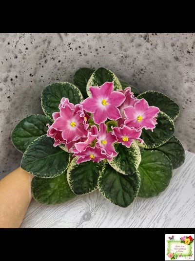 НД-Наталка-Полтавка (Н. Данилова-Суворова) 2018 г.