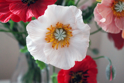 Букет разноцветных маков "Двадцать пять!". Полимерная глина.