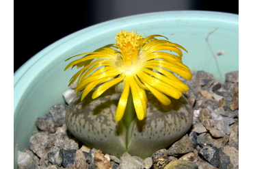 Lithops gesinae v. annae C078
 