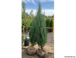 Можжевельник Блю Эрроу в коме - Купить - Красовский-Сад.рф