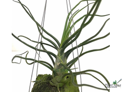 Тилландсия Bulbosa giant hybrid
