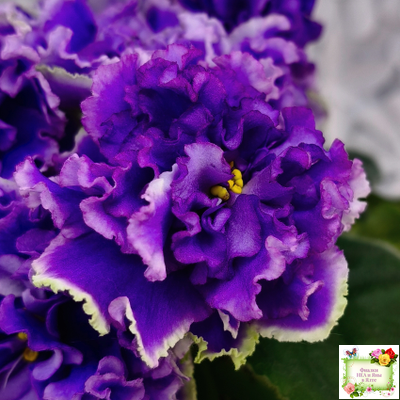 РМ-Синий Бриллиант (Н. Скорнякова) 2023 г.