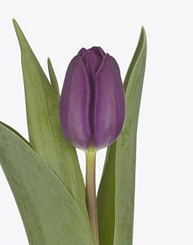 Тюльпан Пати Найт (Party Night) (в упаковке 10 шт одного сорта)