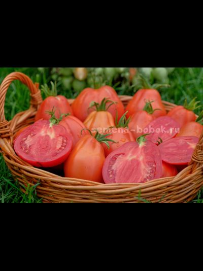 Томат Red Pear Franchi (Красные груши Франчи), 10 шт