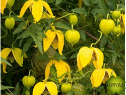 Клематис тангутский