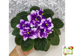 МТ-Свет Кометы (М. Тотиева) 2022 г.