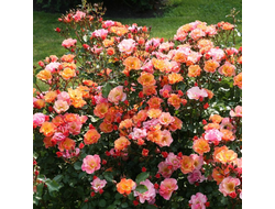 Роза Джаз (Jazzz), ОКС, Россия