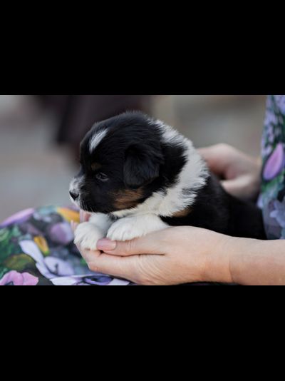 девочка ЖЕЛТЫЙ ошейничек Д-2025, mas