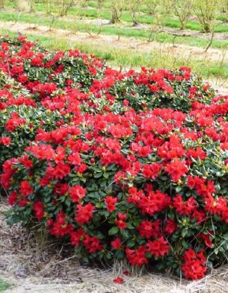Долоросо азалия гибридная (Rhododendron lutea Doloroso)