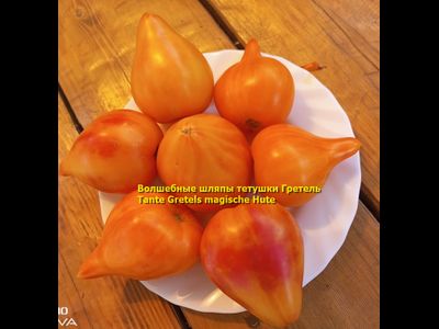 Томат Волшебные шляпы тетушки Гретель (Tante Gretels magische Hute)
