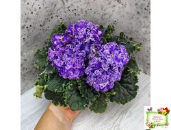 АВ-Озерная Фея (Фиалковод) 2017 г.