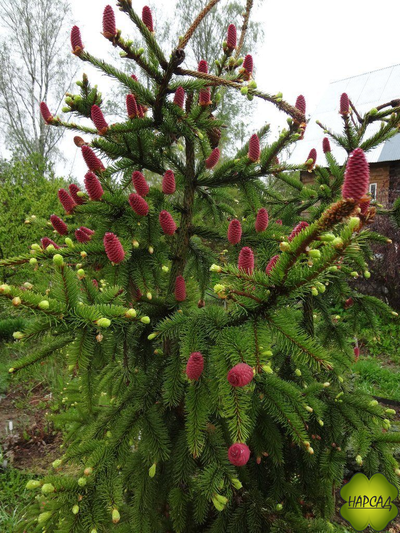 Ель Акрокона (Европейская) (красива и выделяет полезные фитонциды) (3 м)