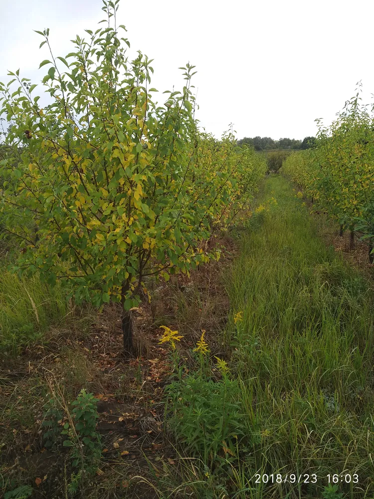 Яблоня 5-7лет