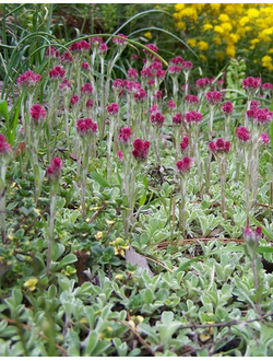 Кошачья лапка Rubra