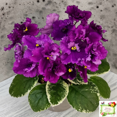 ЛЕ-Адреналин (Е. Лебецкая) 2020 г.